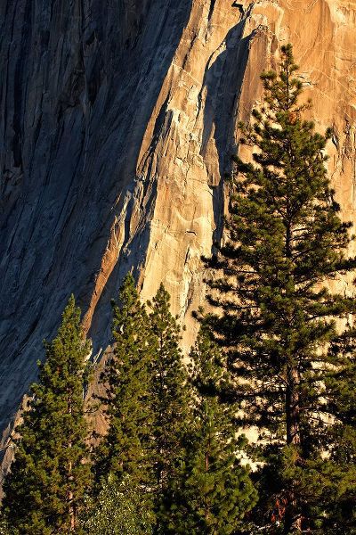 Jones, Adam 아티스트의 Pines at base of El Capitan-Yosemite National Park-California작품입니다.